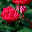 Double Red Rose